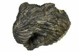 Bumpy, Enrolled Drotops Trilobite - Around #92497-3
